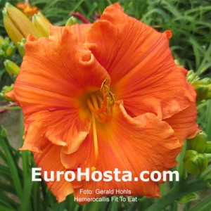 Hemerocallis Fit To Eat