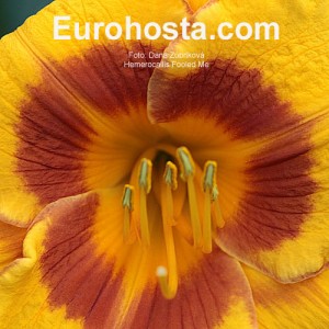 Hemerocallis Fooled Me - Eurohosta