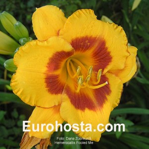 Hemerocallis Fooled Me - Eurohosta