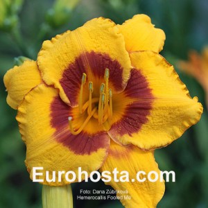 Hemerocallis Fooled Me - Eurohosta