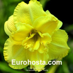 Hemerocallis Forever Young - Eurohosta