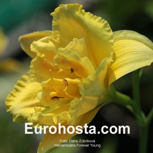 Hemerocallis Forever Young - Eurohosta