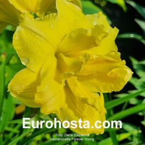 Hemerocallis Forever Young - Eurohosta