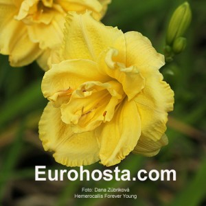 Hemerocallis Forever Young - Eurohosta