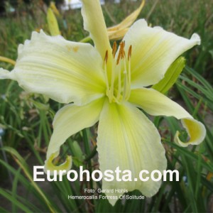 Hemerocallis Fortress of Solitude