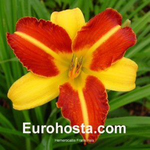 Hemerocallis Frans Hals - Eurohosta