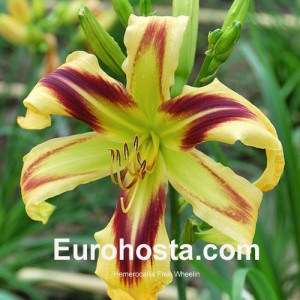 Hemerocallis Free Wheelin - Eurohosta