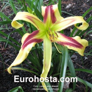 Hemerocallis Free Wheelin - Eurohosta