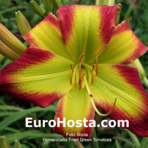 Hosta Fried Green Tomatoes