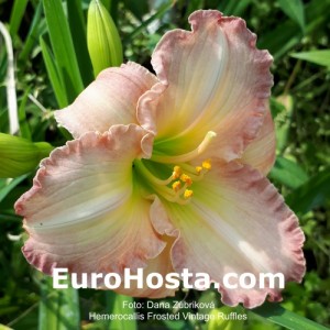 Hemerocallis Frosted Vintage Ruffle - Eurohosta