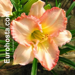 Hemerocallis Frosted Vintage Ruffle - Eurohosta