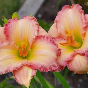 Hemerocallis Frosted Vintage Ruffle - Eurohosta