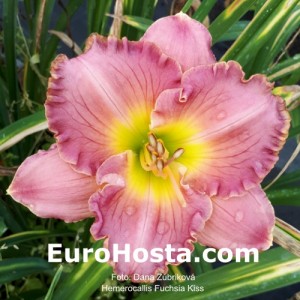 Hemerocallis Fuchsia Kiss