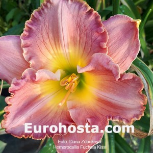 Hemerocallis Fuchsia Kiss