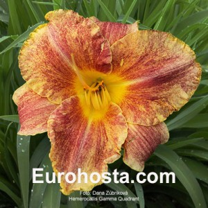 Hemerocallis Gamma Quadrant