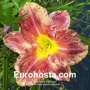 Hemerocallis Gamma Quadrant