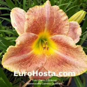 Hemerocallis Gamma Quadrant