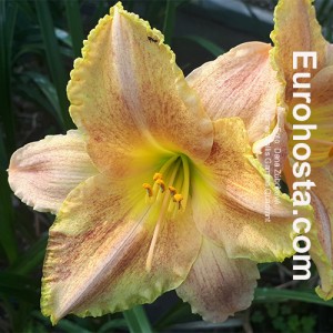 Hemerocallis Gamma Quadrant