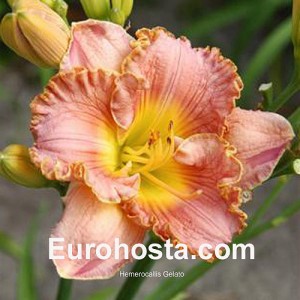 Hemerocallis Gelato - Eurohosta