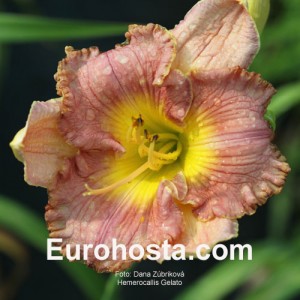 Hemerocallis Gelato - Eurohosta