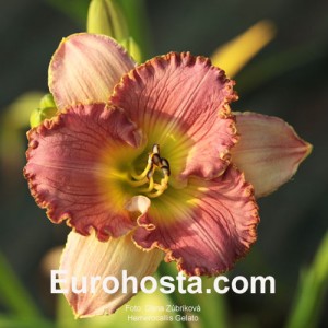 Hemerocallis Gelato - Eurohosta