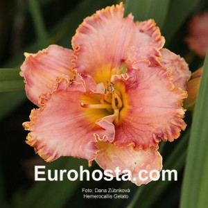 Hemerocallis Gelato - Eurohosta