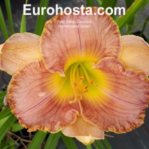 Hemerocallis Gelato 