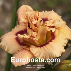 Hemerocallis Gemini Jack 