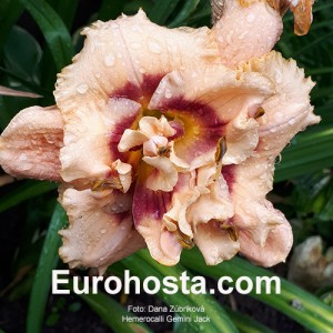 Hemerocallis Gemini Jack 