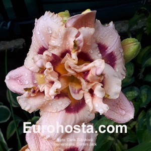 Hemerocallis Gemini Jack 