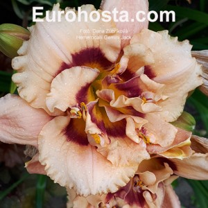 Hemerocallis Gemini Jack 