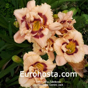 Hemerocallis Gemini Jack 