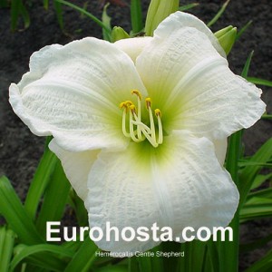 Hemerocallis Gentle Shepherd - Eurohosta