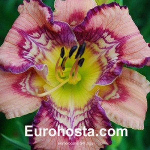 Hemerocallis Get Jiggy