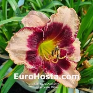 Hemerocallis Gillian