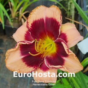 Hemerocallis Gillian