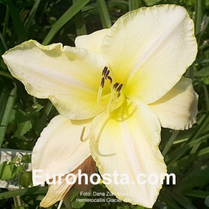 hemerocallis Glacier Bay