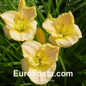 hemerocallis Glacier Bay