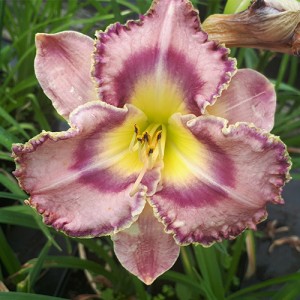 Hemerocallis Georgeous Smile