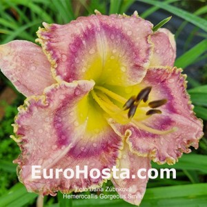 Hemerocallis Georgeous Smile