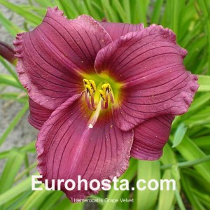 Hemerocallis Grape Velvet - Eurohosta