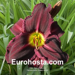 Hemerocallis Grape Velvet - Eurohosta