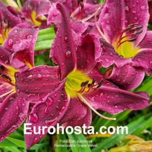 Hemerocallis Grape Velvet - Eurohosta