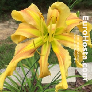 Hemerocallis Graphic Heart