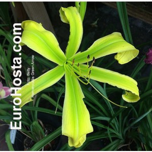 Hemerocallis Green Arrow