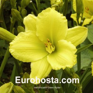 Hemerocallis Green Flutter - Eurohosta