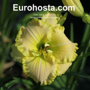 Hemerocallis Green Mystique - Eurohosta