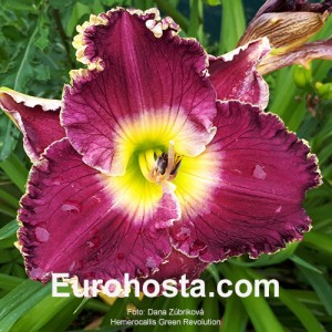 Hemerocallis Green Revolution