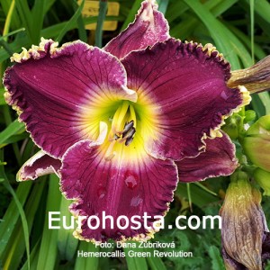 Hemerocallis Green Revolution