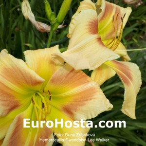 Hemerocallis Gwendolyn Lee Walker - Eurohosta